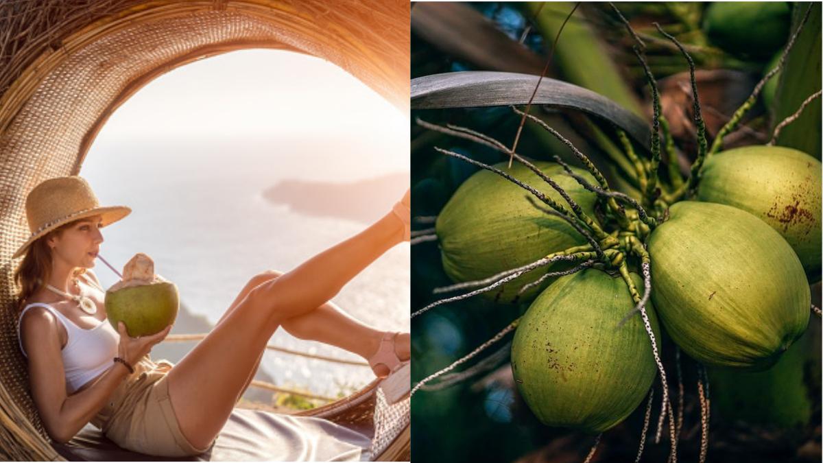 Coconut water in summer: गर्मी में शारीरिक सुस्‍ती दूर करने का रामबाण उपाय है नारियल पानी, जरूर करें इसका सेवन