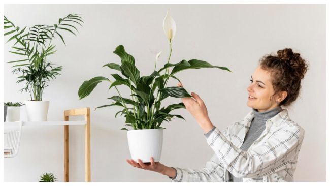 Cooling Plants For Summer: गर्मियों में घर को कूल रखेंगे ये 5 पौधे, जरूर लगाएं