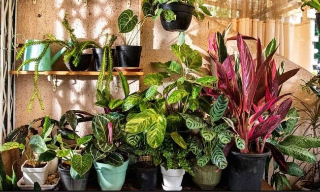 Plants in Summer: गर्मी में अपने पौधों को रखना है हरा-भरा, तो इस समय दें पानी, नहीं सूखेगें गमले