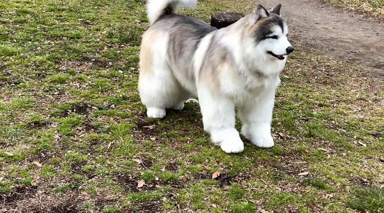 dog's dress: कुत्ते की पोशाक में रहने के लिए इस आदमी ने खर्चे इतने रुपए, आप सोच भी नहीं सकते!