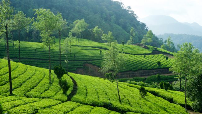 Places of Kerala: क्‍या आप गर्मियों में घूमने का प्‍लान बना रहे हैं, तो केरल की इन 10 जगहों को जरूर देखें, नेचर से हैं भरपूर