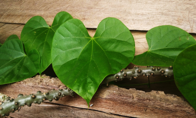 Benefits Of Giloy: इन 8 बीमारियों का रामबाण इलाज है गिलोय, घर पर ऐसे लगाएं पौधा