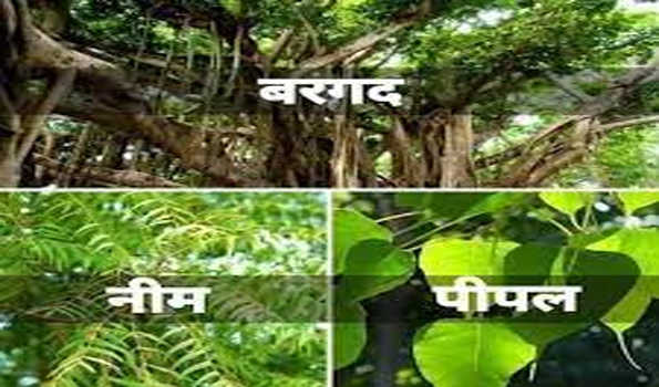Lack of theseTrees: इन पेड़ों की कमी के कारण भी वातावरण हो रहा इतना गर्म