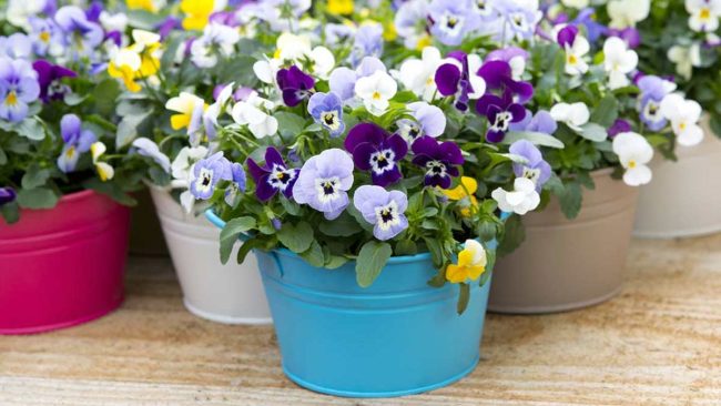 Plant Care Tips: रखना चाहते हैं अपने गार्डन को हरा-भरा, तो ऐसे करें देखभाल, खिल जाएंगे पौधे