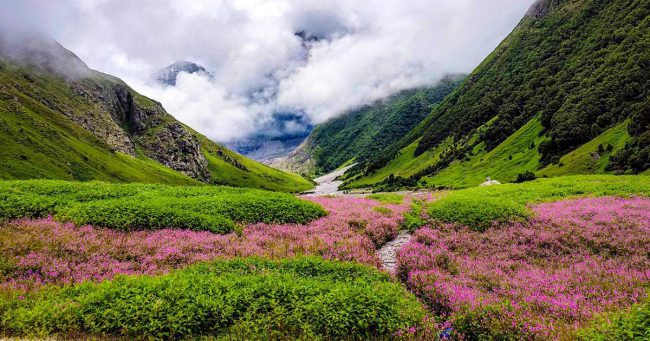 Valley of Flowers: फूलों की घाटी, जहां दिखता है प्रकृति और रोमांच का अदभुत मिश्रण, एक बार जरूर जाएं