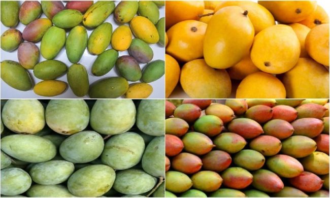 Types of Mango: एक आम के इतने प्रकार, इनको पहचानने का सबसे आसान तरीका यहां जानें