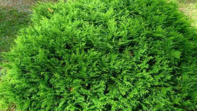 Morpankhi plant: घर में लगाएं मोरपंखी पौधा, सुख-समृद्धि के साथ हर परेशानी होगी दूर