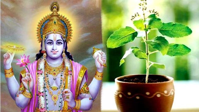 Tulsi with Lord Vishnu: मां तुलसी का क्‍या है भगवान विष्‍णु से नाता? जिनके बिना भगवान की पूजा मानी जाती है अधुरी