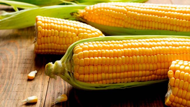 Corn in monsoon: मानसून में जरूर खाएं भुट्टा, फायदे जानकर हो जाएंगें हैरान