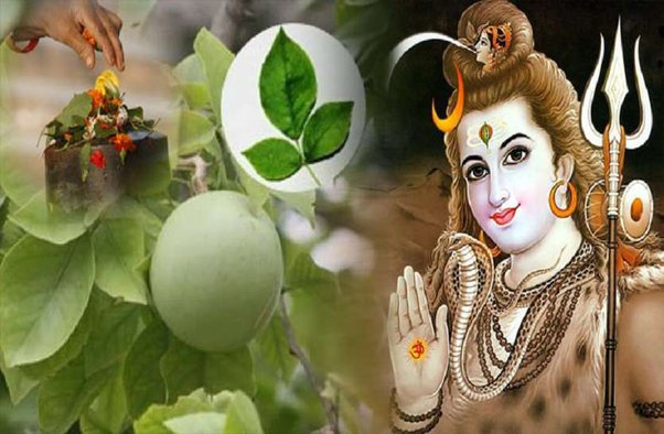 Lord Shiva like Bel Patra: भगवान शिव को बेल पत्र क्यों हैं इतना पसंद? चढ़ाने से होते हैं प्रसन्न