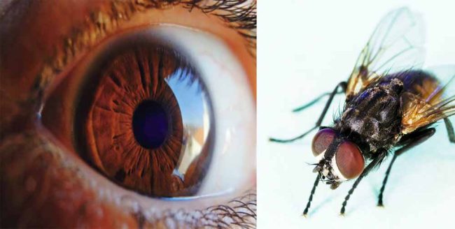 Man lost one eye: चेहरे पर छोटी सी मक्खी मारने के कारण व्यक्ति ने खो दी अपनी एक आंख