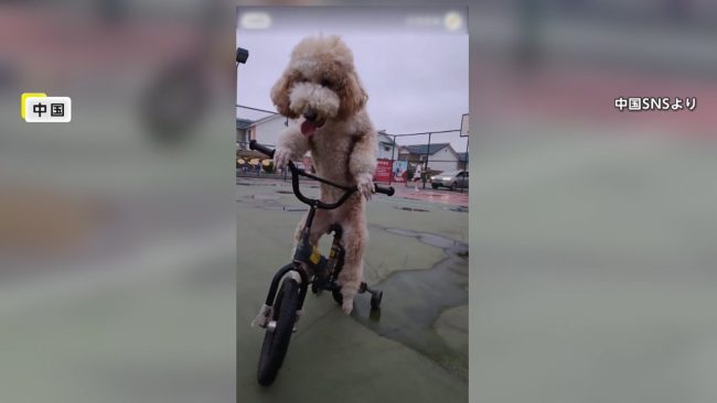 Poodle Riding a Bicycle: साइकिल चलाता ये पूडल रातों रात बन गया इंटरनेट की सनसनी, चलाता है छोटे बच्चे की तरह
