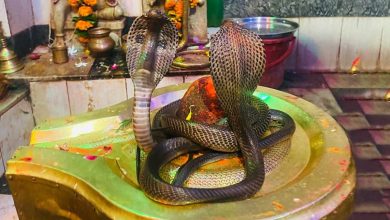 Nag-Panchami-2024-keep-these-things-at-home-to-get-rid-of-snake-fear