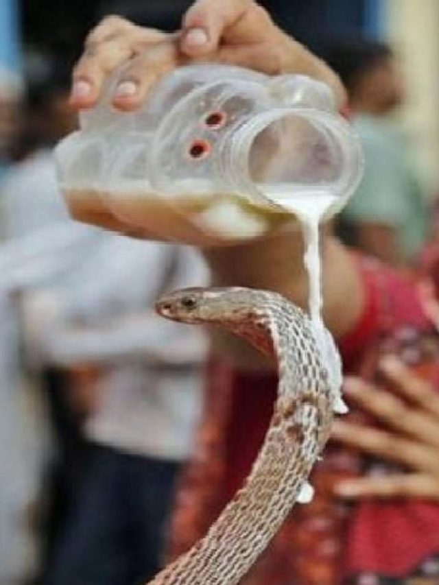 नाग पंचमी के दिन इन बातों का रखेंगे अगर ध्यान, जीवन में नहीं आएगा कोई संकट!